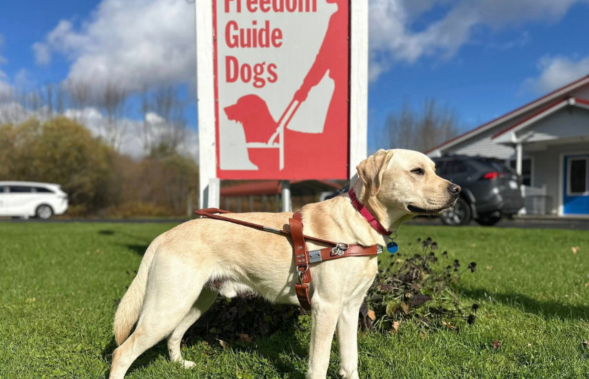 Freedom Guide Dogs
